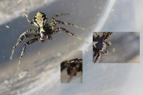 Xysticus audax
